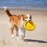 『寿命が長い犬』の特徴5選　長生きするワンコの共通点や長寿の秘訣まで