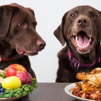 犬が過剰に接種すると危険な『栄養素』5選　食べすぎてしまった場合の悪影響とは？