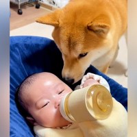 『赤ちゃんが生まれた』最初は戸惑っていた犬→共に生活するうちに…優しい世界すぎる『関係性の変化』が179万再生「立派なベビーシッター」