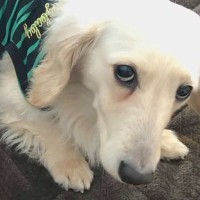 『すべてを恨んでいるような目で…』背中が禿げた悲しい表情の犬を保護→たくさん愛された結果『嘘のような変化』に涙「全然違う」「ありがとう」