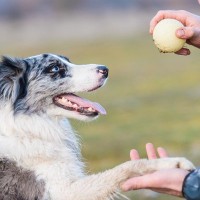 犬がどれぐらい『知能・知性』があるかを調べる方法4つ　記憶力が優れているワンコがみせる行動とは？