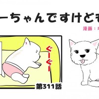 ちーちゃんですけどもっ【第311話】「季節を感じる寝方」