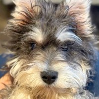 『売れ残ったら、交配犬にする』と言われた犬→『ただ幸せな子になってほしい』家族の決意に称賛の声「幸せになれること間違いなし」「運命」