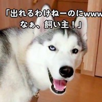 『出れるわけないよな！』必死にドアを開ける犬を見ていたハスキー→次の瞬間…コントのような展開が17万再生「静かになるの草」「おもしろｗ」