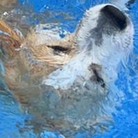 プールに入ろうとする犬→前のめりになりすぎて…思わず心配になる『まさかのハプニング』に2万いいね「助けなきゃってなるｗ」「可愛すぎ」