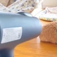 犬をシャンプー後、ドライヤーで乾かそうとしたら…『一生乾かない』まさかの"謎すぎるルール"が548万表示「自然乾燥で草」「遠すぎｗ」と爆笑