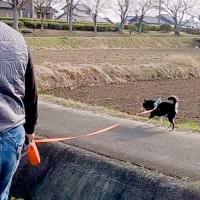 お父さんと散歩をする犬→想定以上に自由すぎて…『愛犬ファースト過ぎる光景』が微笑ましいと69万再生「電柱と抱き合うの草」「信頼ありきｗ」