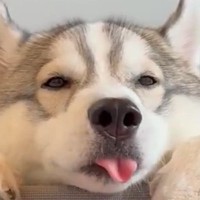 眠たそうにしている大型犬の『口元』を観察した結果…ずっと見ていたい『愛おしすぎる仕草』が186万表示「めちゃ可愛い」「音が最高」と絶賛