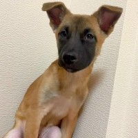 処分寸前で保護された『ケージの隅から全く動かない子犬』→７ヶ月後…当時では考えられない『涙溢れる光景』に感動「本当によかった」「感謝」