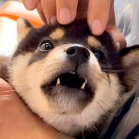 赤ちゃん犬を飼って1年が経過→初めてだらけの暮らしを記録した『尊い軌跡』が4万再生「何回も見ちゃいました」「感動した」と称賛の声