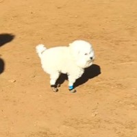 ドッグランで『激しい犬見知り』を発動した犬→思った以上に『守ってあげたくなる光景』と結末が64万再生「絶妙な間合いで草」「控えめ可愛い」