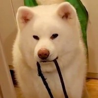 『ばあばにトマトを届けに行こう』と話していたら、秋田犬が…どうしても行きたくて見せた『まさかの行動』が62万再生「連れてってｗ」と爆笑