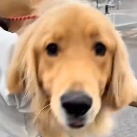 動物病院で診察を受ける大型犬→怖がるかと思いきや…予想とは違った『まさかの反応』が104万再生「無邪気すぎて可愛い」「助かるｗ」と絶賛