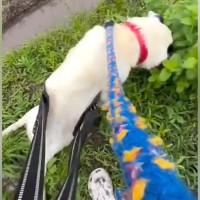 10年間、鎖に繋がれ続けて『下半身不随』になった犬を保護…信じられない『奇跡的な現在の姿』に涙「愛情とお世話の賜物」「幸せそう」の声