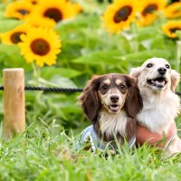 犬に絶対NGな『夏のタブー行為』5選　飼い主が怠ってはいけない必ずすべき対策とは？
