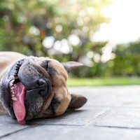 犬が『暑さを感じている』ときにみせるサイン5選　命を落とす可能性のある危険な症状とは