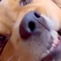 『ヘアゴム』が大好きな大型犬→遊んでいたら顔に食い込んでしまい…まさかの『衝撃的な表情』に爆笑「遊び方斬新で草」「可愛いｗｗ」の声