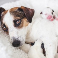 犬にまつわる『雑学や知識』4つ　思わず驚く意外な習性や生態などをご紹介