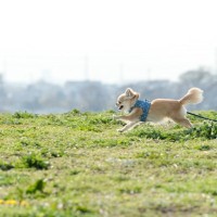 犬と暮らす『田舎と都会』どんな違いがある？4つの異なる点から引っ越す前に検討すべきことまで