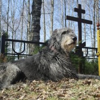 犬は『飼い主の死』を理解してる？愛犬が辛そうに見える理由や亡くなった後にみせる行動まで