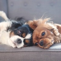 犬の『多頭飼い』に適していない人の特徴3つ　愛犬を不幸にさせてしまうかも…慎重に検討すべき理由とは