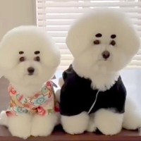 モフモフの兄妹犬と一緒に暮らした結果→想定以上に似てきて…『シンクロ率が高すぎる光景』が7万再生「似すぎてて悶えた」「可愛い」と絶賛