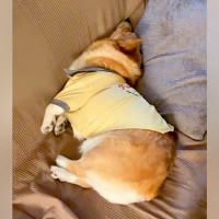 お父さんの外出を必死で引き止める犬→お母さんが出かけようとすると…あからさまな『対応の差』に大爆笑「ある意味神対応ｗ」「違いすぎて草」