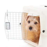 犬に『ハウス』を覚えさせるときの絶対NG行為4つ　愛犬に悪影響を与えかねない理由から正しい方法まで