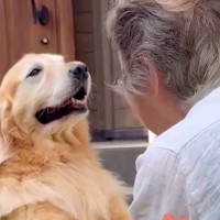 おばあちゃんの家に大型犬を迎えに行った結果→尊すぎる『別れを惜しむ光景』が23万再生「おばあちゃん保育園最高」「なんて素敵なの」と絶賛