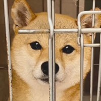 4歳の繁殖引退犬を引き取った結果→初日はとても不安そうだったのに…わずか5日後に見せた『想定外な光景』に「大物感ｗ」「幸せそう」と絶賛
