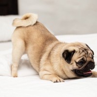 『クルクルなしっぽ』をしている犬種4選　可愛らしいワンコの特徴や魅力をご紹介