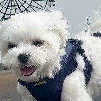 『犬専用のフォトスポット』で撮影した結果→パネルに記載された『ぐうの音も出ないセリフ』に7万3000いいね「仰るとおりｗ」「笑った」の声