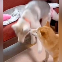 ソファから何度も落ちるハスキー犬→『成長前』と『成長後』を比較した光景が14万再生「何回落ちてもびっくりした顔するの好き」「可愛すぎる」