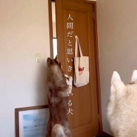 どんなドアでも開けられる大型犬→完全に『自分を人間だと思っている光景』に「天才！すごいですね」「うちも開ける専門ですｗ」と称賛の声