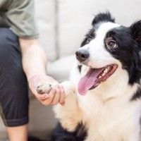 犬の『脳』はどんな仕組みになっている？人間との違いや優れた知能について解説
