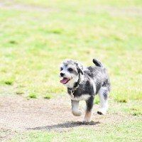 『責任感が不足している』犬の飼い主がするNG行動4つ　愛犬と幸せに暮らすために改善すべきこととは