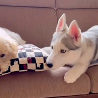 先輩犬に『どうしても添い寝したい』大型犬の赤ちゃん→失敗を重ね…嘘のような『昔と現在のビフォーアフター』が26万再生「微笑ましい」の声