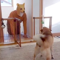 『ワンコの変装をして帰省するドッキリ』を仕掛けた結果→犬に警戒されてしまい…気付いた瞬間の『泣ける反応』が248万再生「最高すぎる」