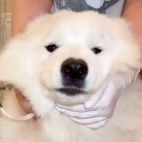 もっふもふの大型犬→『シャンプーに何時間かかるのか』密着した結果…思った以上に『壮絶な光景』が217万再生「明らかに飽きてて草」「大変」