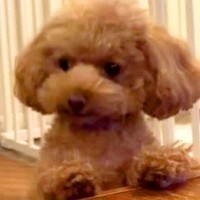 食事中に『トイレの報告』をしにきた犬→まるで『中に人が入っているかのような行動』が226万再生「ドヤ顔ｗｗ」「キリッとしてて草」の声