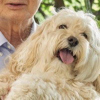 『おじいちゃんの犬の抱っこ』と『飼い主の犬の抱っこ』比較してみた結果…同じ犬とは思えない『まさかの光景』が220万表示「顔ｗｗ」と爆笑