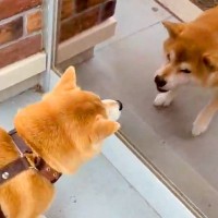 散歩中、鏡に映る自分を見た犬→勘違いをして…『まさかの行動』が10万表示「今日はこのくらいにしといてやるか…って去るの好きｗ」と爆笑