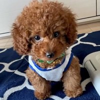 『どんなに大きくなっても3.5キロ』と言われた犬を飼った結果…まさかの『約2倍のデカさに育った光景』に「愛情の分」「可愛すぎる」の声