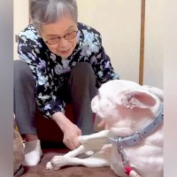 おばあちゃんにばかり甘える犬→おじいちゃんが拗ねてしまい…『尊すぎる結末』が82万再生「じいちゃんも可愛い」「幸せそうでニヤけた」と絶賛