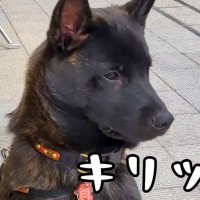 生後５ヶ月の日本犬→『かっこよく育つ』かと思っていたら…聞いてたのと違う『まさかの成長』に「ずっとかわいい」「我が家も同じｗ」と反響