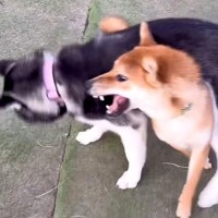 『０歳と１０歳の犬』２匹とドッグランへ→遊び方を比較したら…ギャップが激しすぎる『真逆な光景』が38万再生「ドッグランとは…ｗ」と爆笑