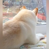 実家を出た兄を探し回る犬→寂しそうな様子を伝えると…サプライズ帰省で見せた『再会の光景』に涙が止まらないと54万再生「泣けた」「感動」の声