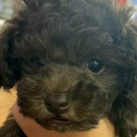 『こげ茶色の赤ちゃん犬を飼った』と思っていたら…1年後→想像を遥かに超える『別犬になる光景』が18万再生「こんな変わる？」「可愛いｗ」