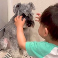 寝起きの小さな男の子が、雷に怯えている犬に…あまりにも尊い『まさかの行動』が40万再生「なんて優しい世界」「ふたりとも可愛い」と大反響