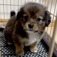 『真っ黒な赤ちゃん犬を飼った』結果→ずっと黒いままかと思ったら…衝撃的な『別犬になった光景』が20万再生「入れ替わった説」「可愛い」の声